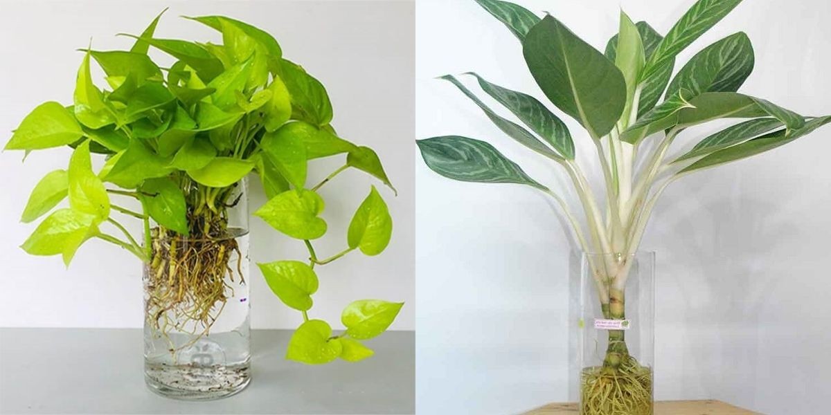 Hình thức trồng cây thuỷ sinh