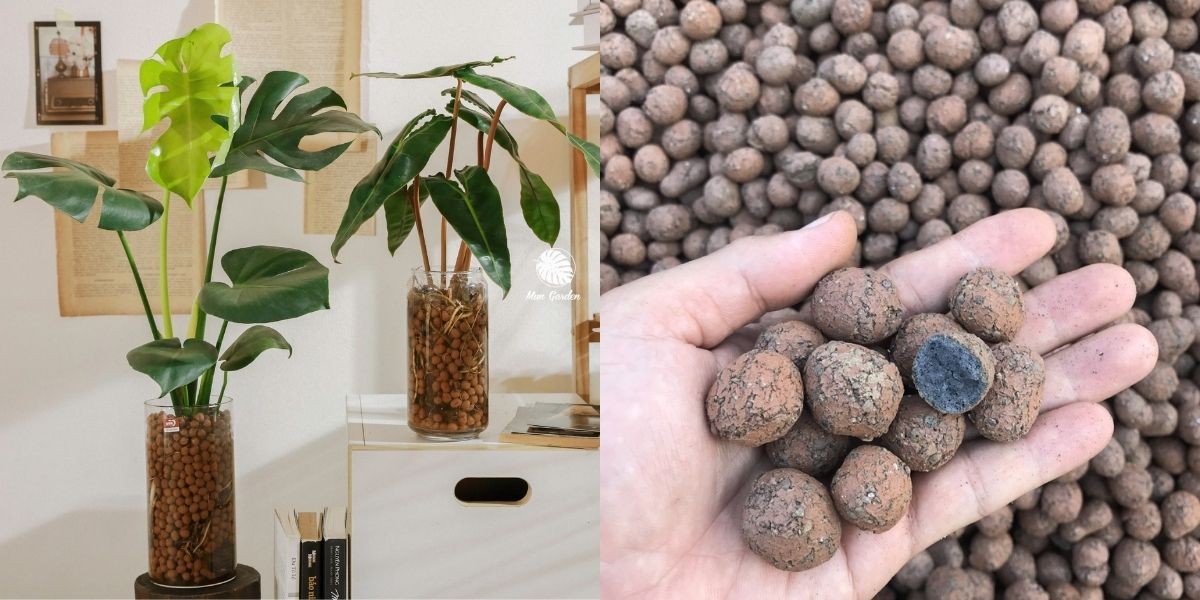 Hình thức trồng cây bằng viên đất nung, sỏi nhẹ