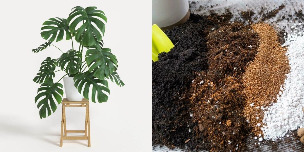 Hình thức trồng cây bằng giá thể