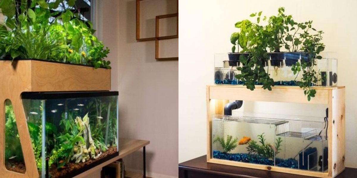 Aquaponics là hệ sinh thái kết hợp giữa trồng cây và nuôi cá