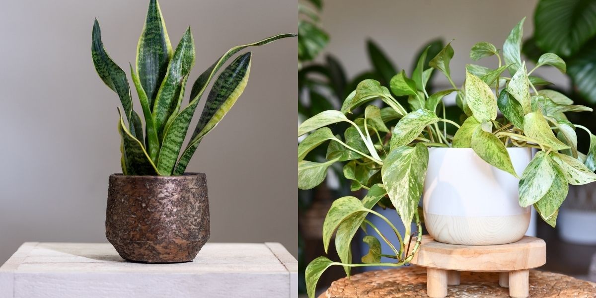 Cây lưỡi hổ (trái) và cây trầu bà (phải)