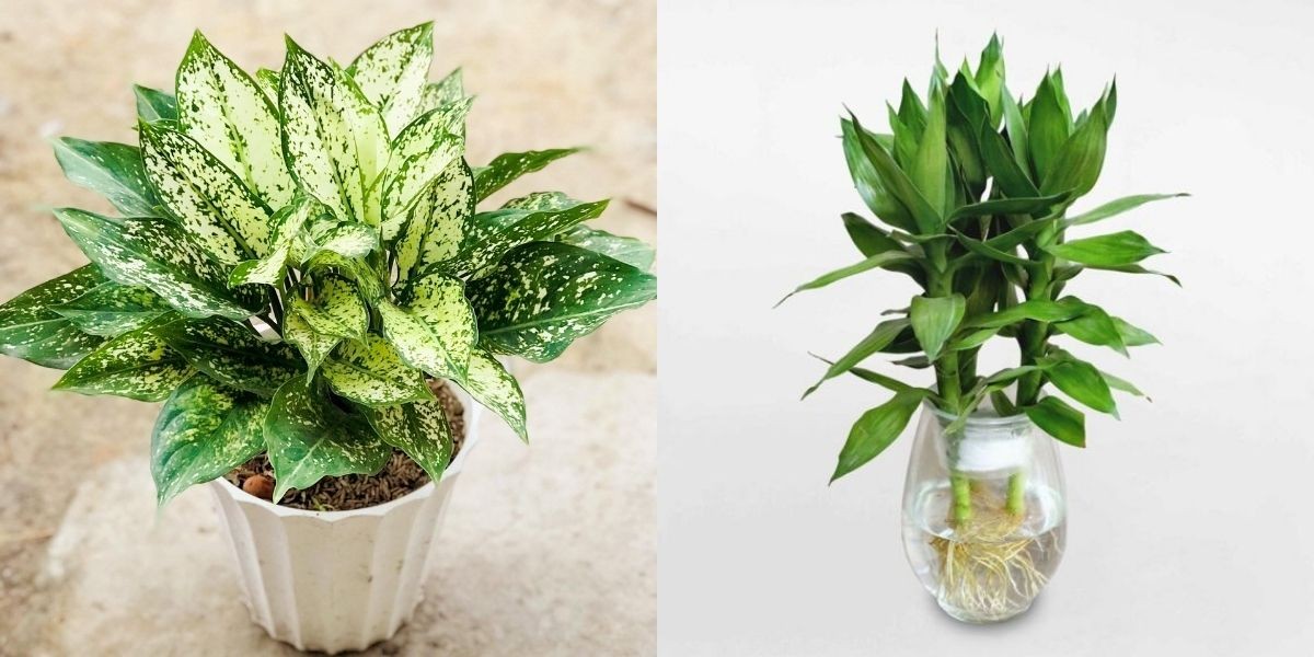 Cây ngọc ngân (trái) và cây phát tài (phải) đều mang ý nghĩa phong thuỷ thu hút tài lộc