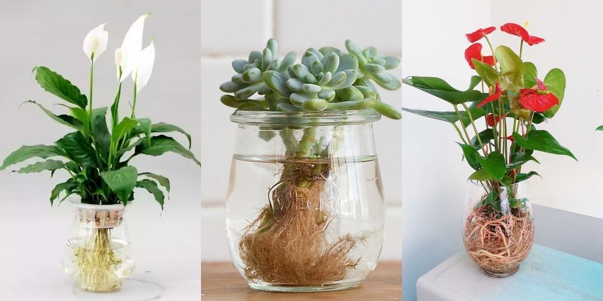 Cây lan ý (trái), sen đá (giữa) và cây hồng môn (phải)