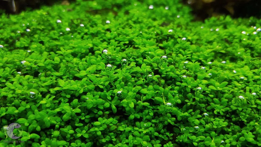 Cây trân châu nhỏ dễ trồng, lọc không khí bể cá và tạo oxy