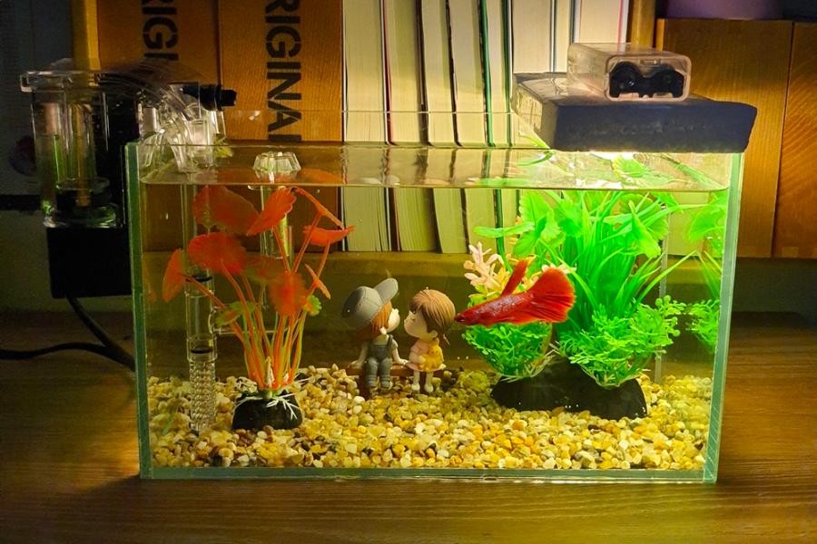 Nuôi cá trong bể cá mini đơn giản