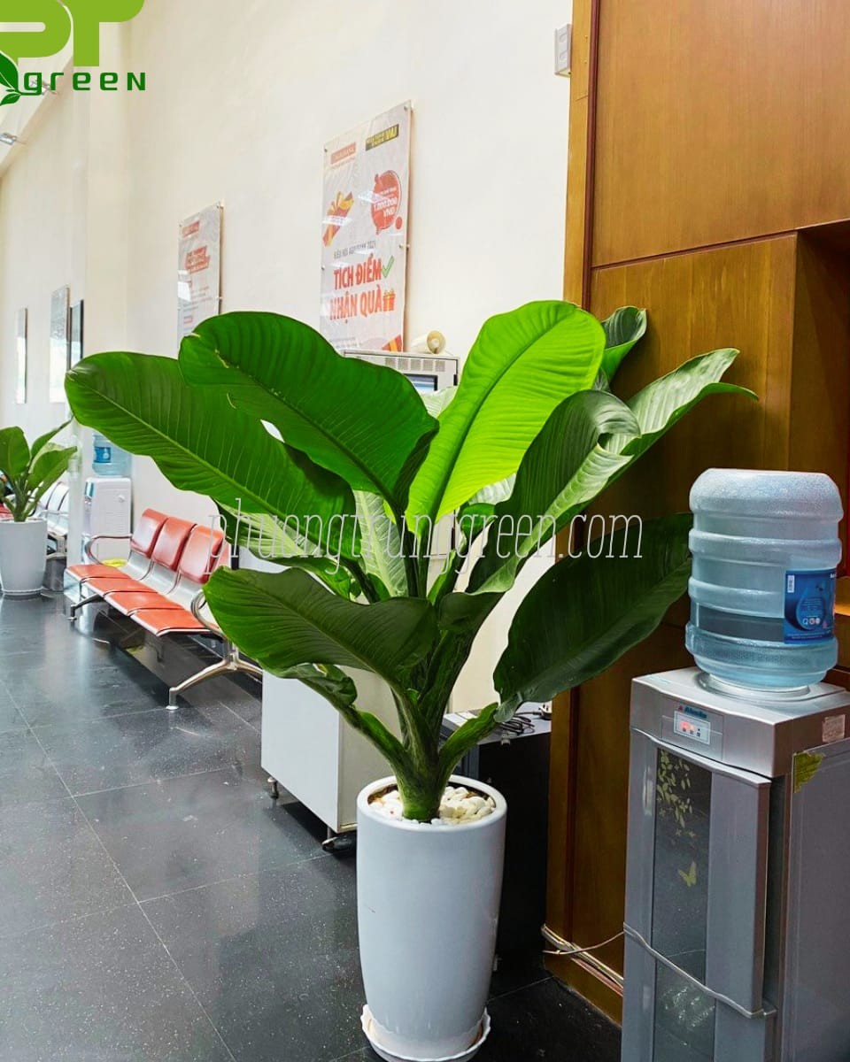 Trang trí cây Đại Phú Gia cho văn phòng khách hàng