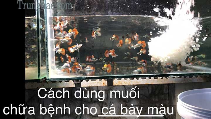 Sử dụng muối hột là phương pháp trị nấm hiệu quả và an toàn cho cá bảy màu.