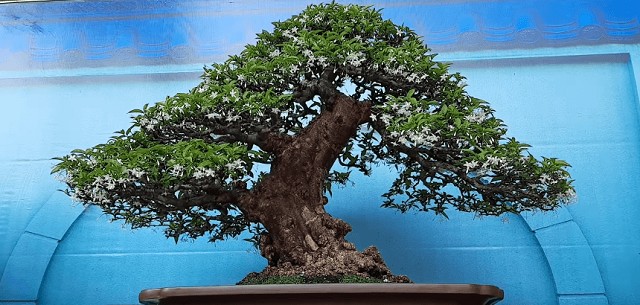 Trị sâu bệnh cho cây mai chiếu thủy