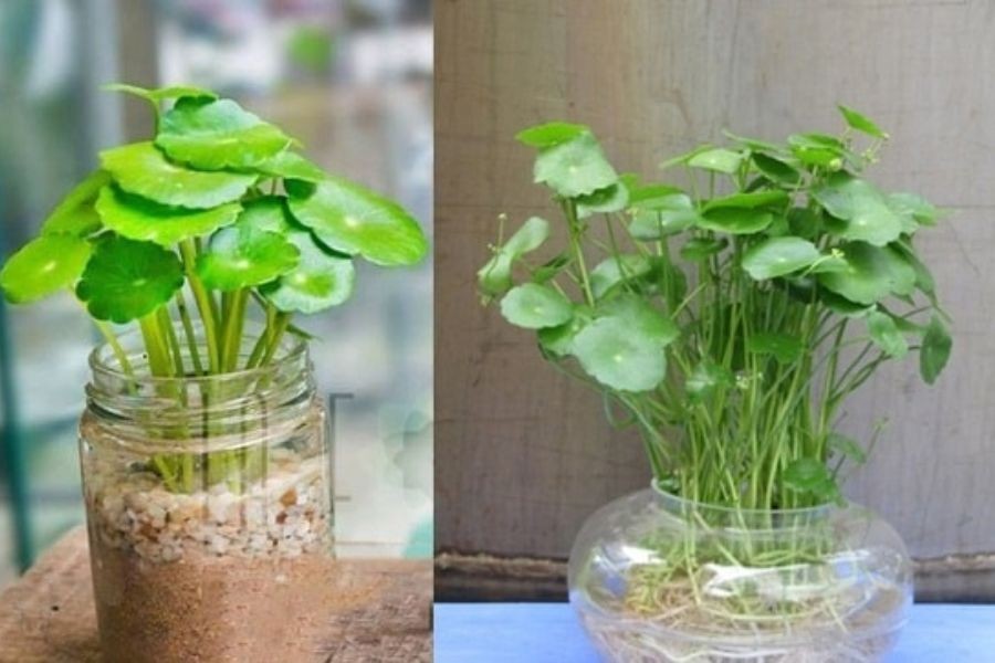 Có thể trồng bằng đất hoặc cây cỏ đồng xu thủy sinh đều được.
