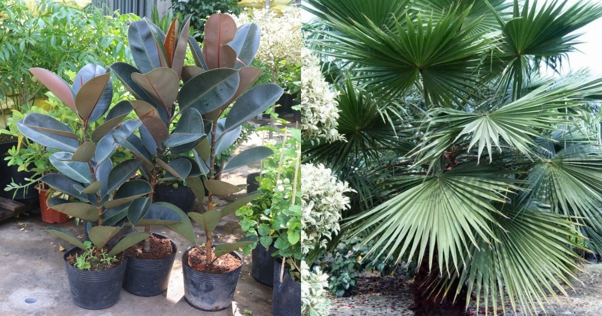 Đa búp đỏ và cọ cảnh giúp sân vườn xanh mát mà không cần chăm nhiều