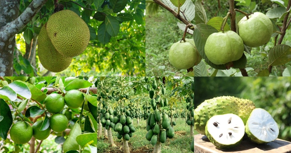 Top 5 loại cây ăn quả không cần chăm sóc nhiều