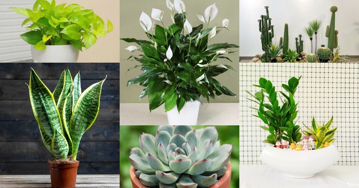 Các loại cây trồng trong nhà tốn ít thời gian chăm sóc