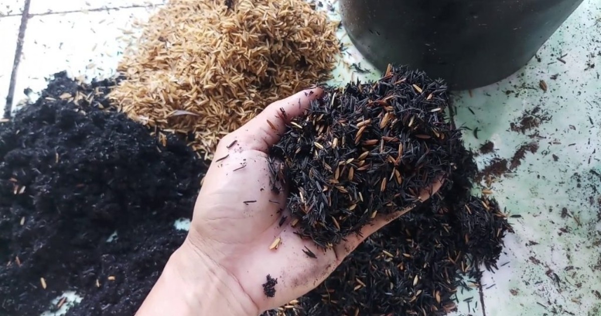 Phủ trấu và mùn hữu cơ giúp hạn chế đất bốc hơi nước