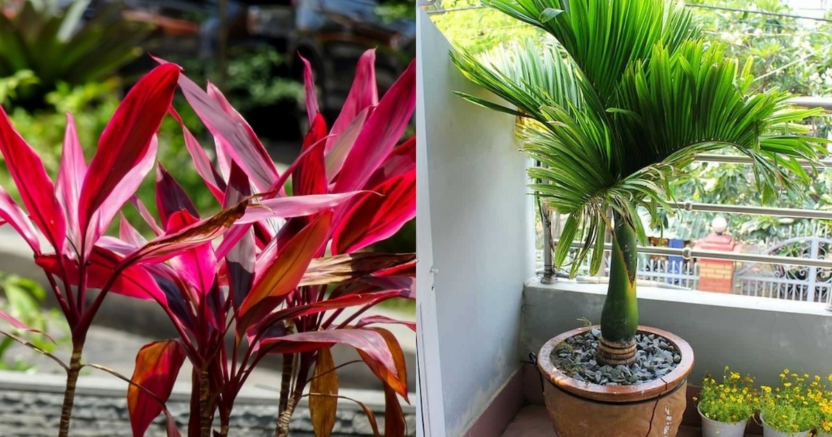 Ban công có thể đặt cây chịu hạn tốt như huyết dụ hay cau cảnh