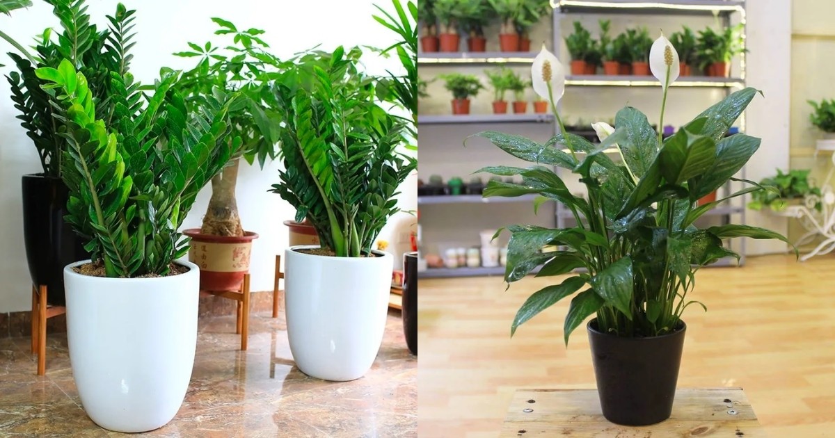 Kim tiền và lan ý rất phù hợp để đặt ở phòng khách