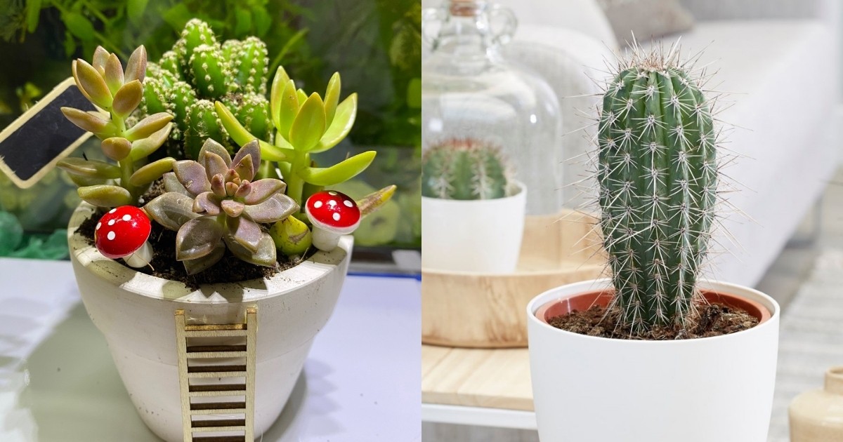 Bàn làm việc đặt sen đá hoặc xương rồng giúp giảm căng thẳng