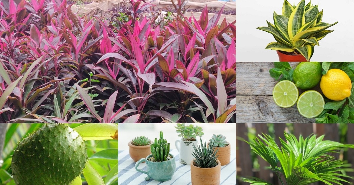 Trồng cây gì ít chăm sóc?