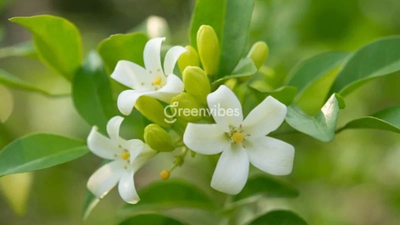 Lưu ý khi trồng cây nguyệt quế trước cửa nhà