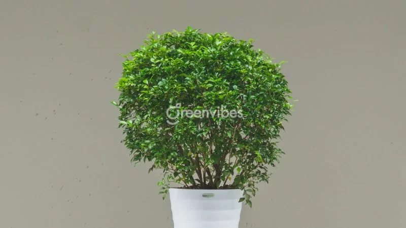 Đặc điểm sinh học của cây nguyệt quế