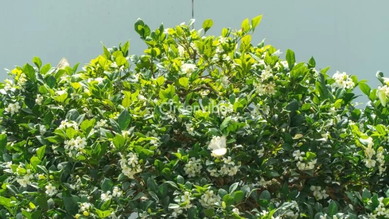 Có nên trồng cây nguyệt quế trước nhà không?