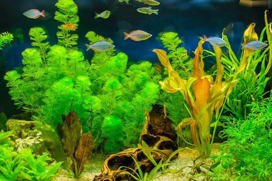 Trồng cây thuỷ sinh cho bể cá mini tăng thêm thẩm mỹ