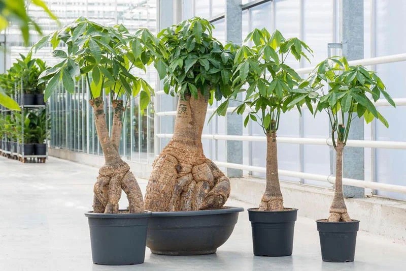 Cây Kim Ngân với lá xanh bóng viền vàng