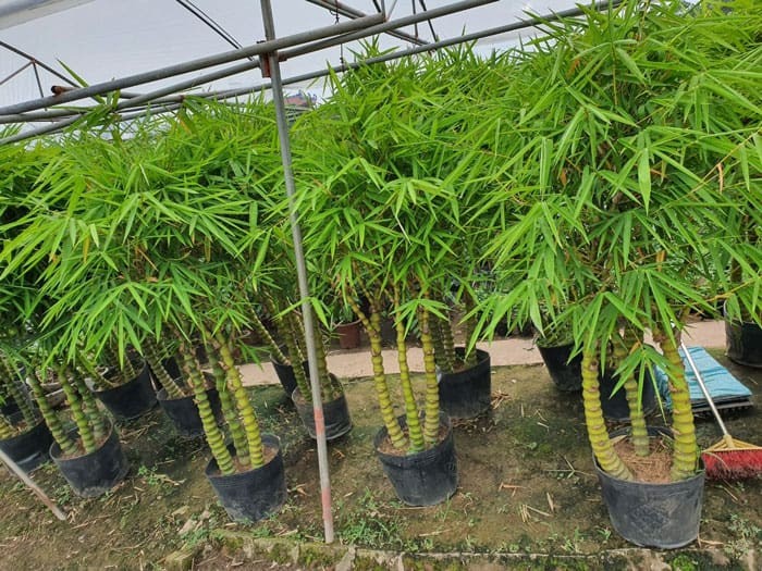 Hướng dẫn trồng và chăm sóc cây trúc phật bà