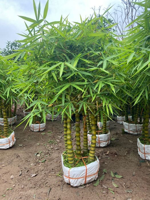 Trúc phật bà cao 1m
