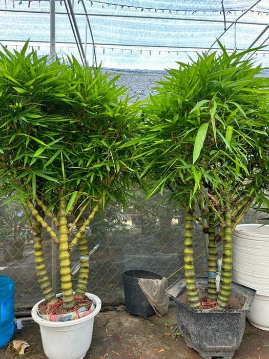 Trúc phật bà hợp mệnh gì?