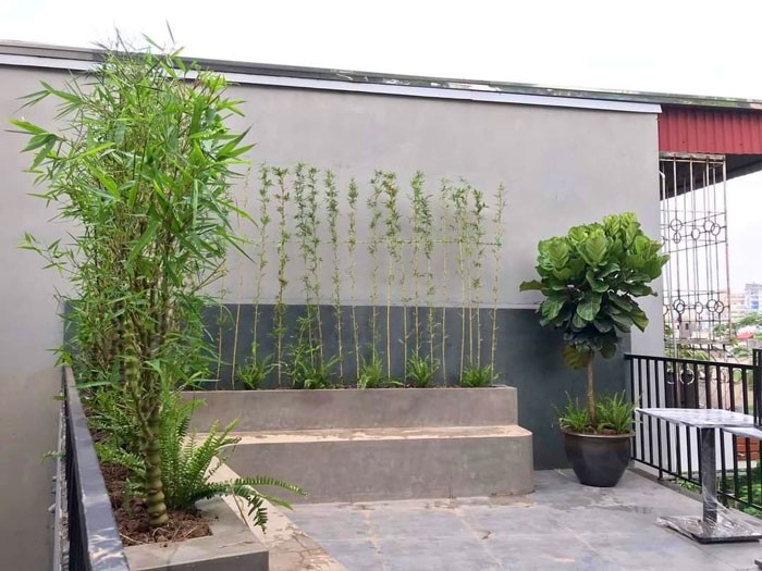 Trúc phật bà được trồng trang trí trên sân thượng