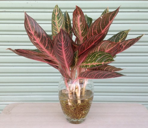 Cây thịnh vượng để bàn có màu hồng tươi sáng