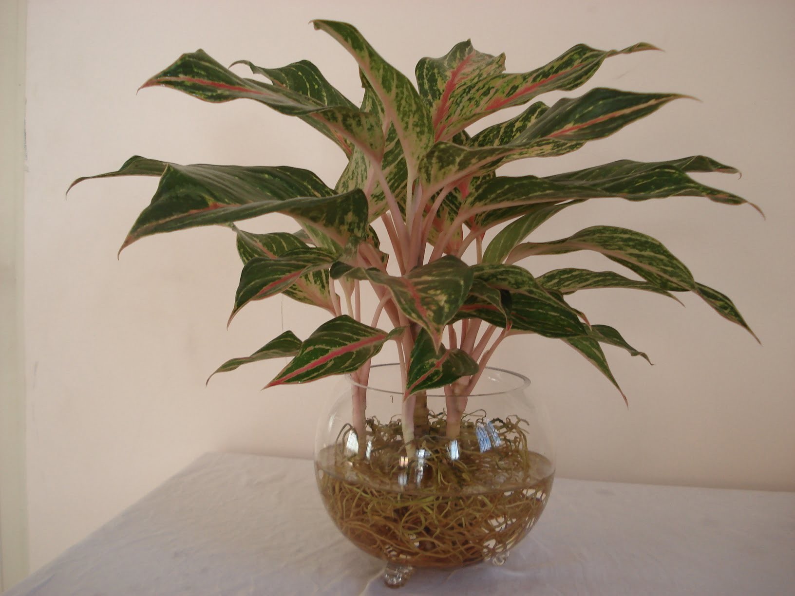 Cây thịnh vượng phù hợp với người mệnh Hỏa và người tuổi thân