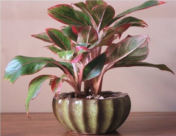 Cây thịnh vượng hút tài lộc