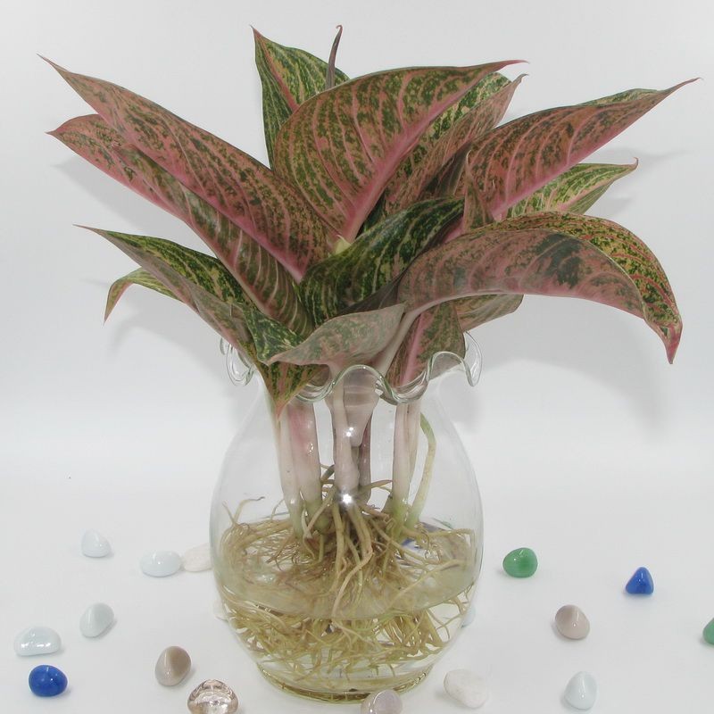 Cây vạn lộc ưa sống trong bóng dâm