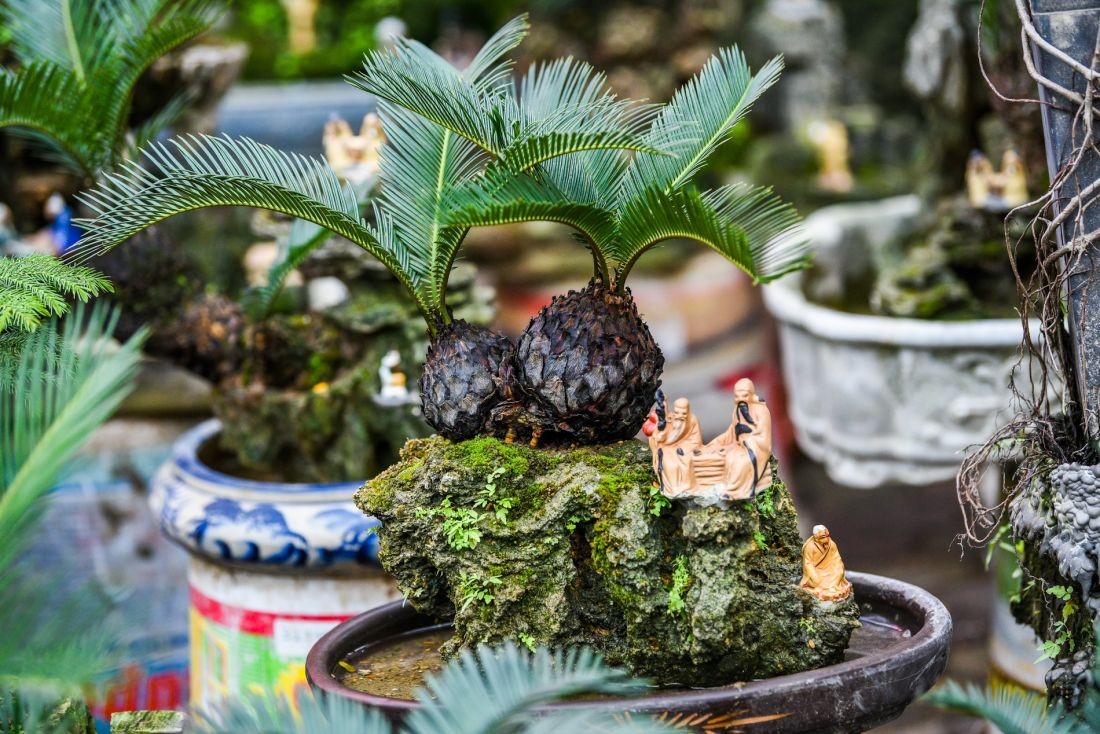 Công dụng của cây vạn tuế