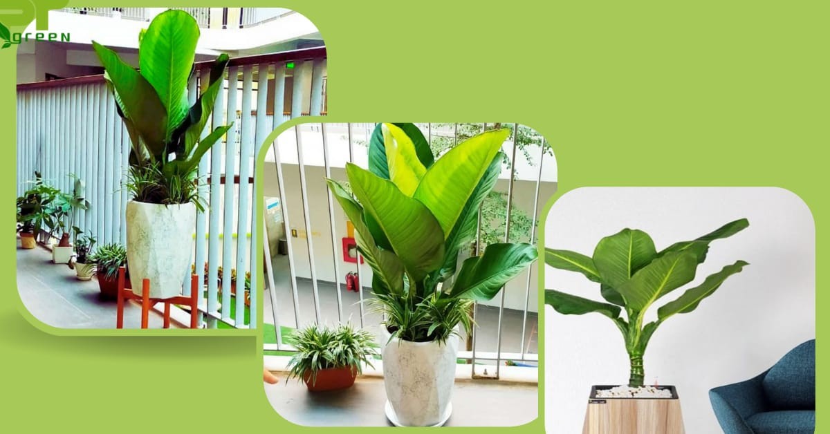 Vị trí nên đặt chậu cây Đại Phú Gia