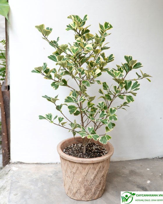 Ý nghĩa phong thủy của cây đa tam phúc