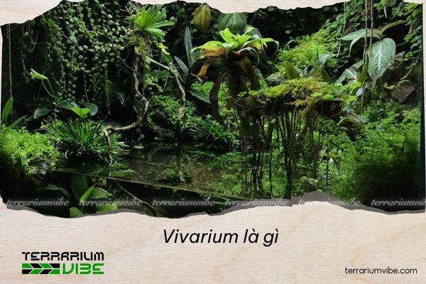 Vivarium là gì? Hướng dẫn chi tiết về hệ sinh thái thu nhỏ vivarium la gi 1 1