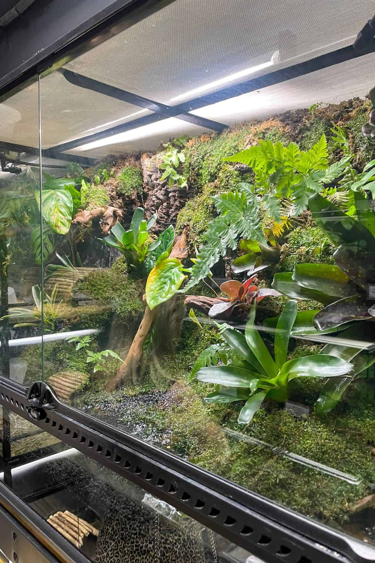Vivarium với hệ thống phun sương và cây cảnh