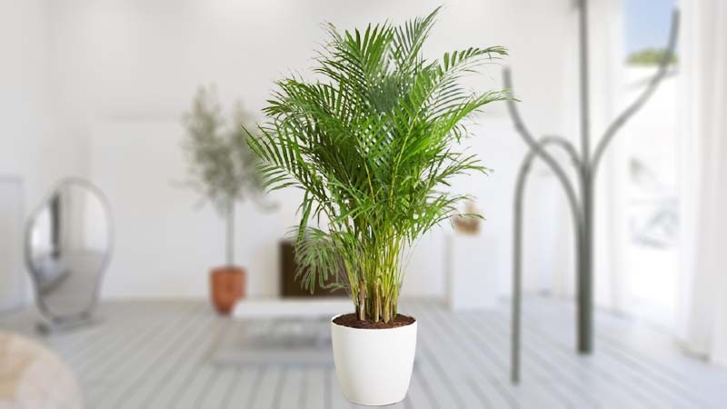 Ý nghĩa của cây dừa cảnh trong phong thủy