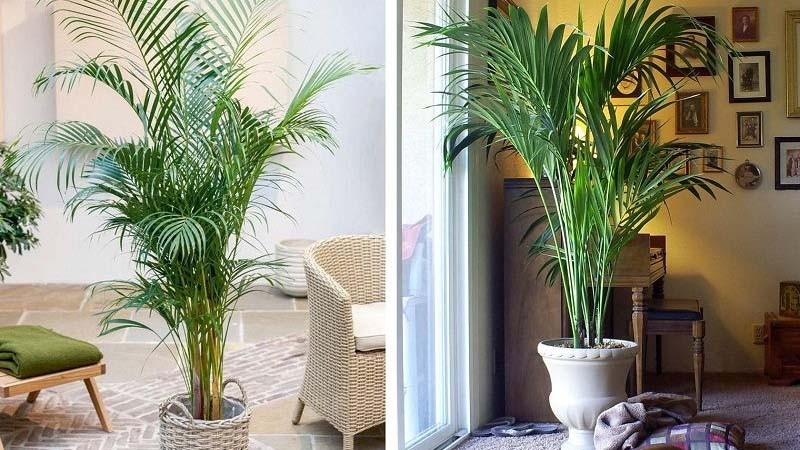 Cây dừa cảnh hợp với mệnh Mộc và những tuổi tương ứng với mệnh Mộc