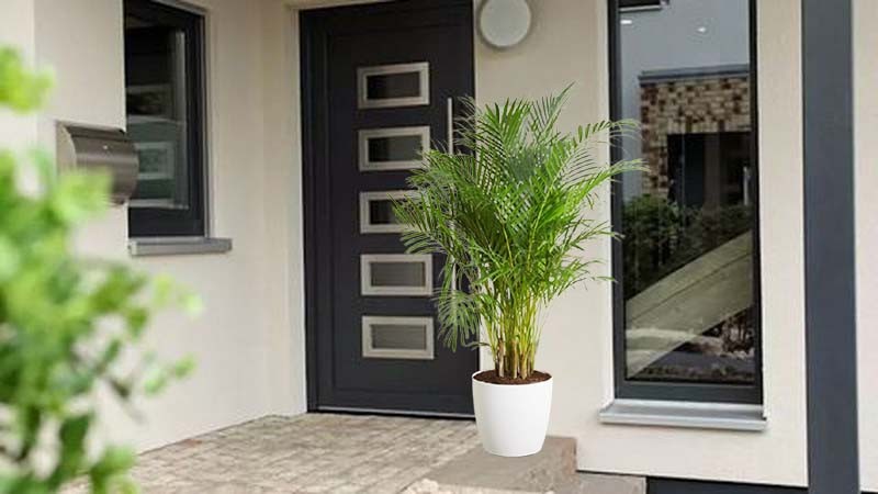 Đặt cây dừa cảnh gần cửa ra vào