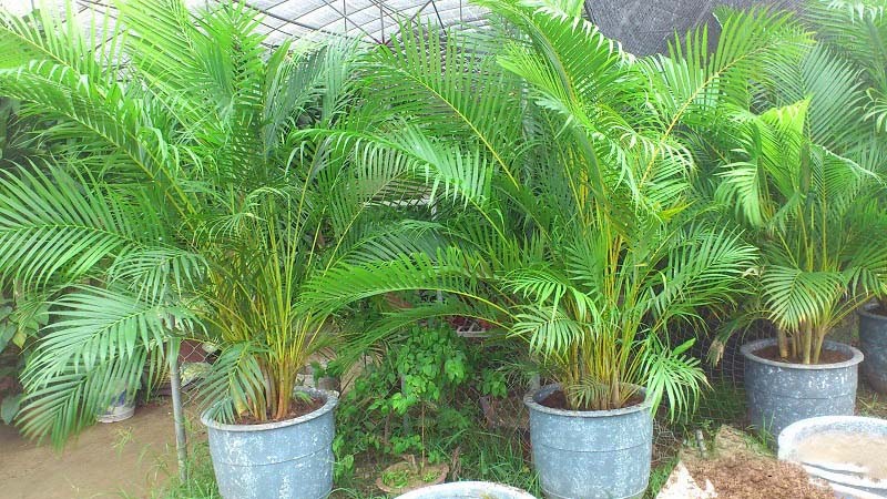 Chọn cây giống tốt