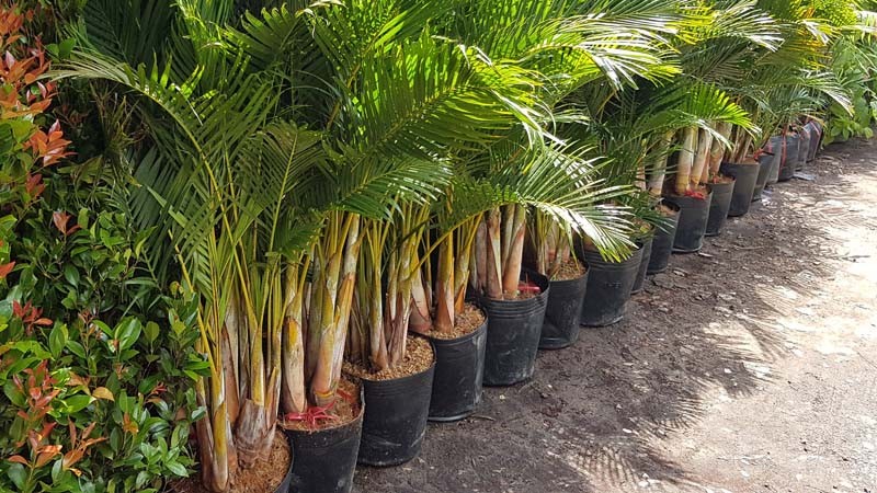 Chăm sóc cây dừa cảnh