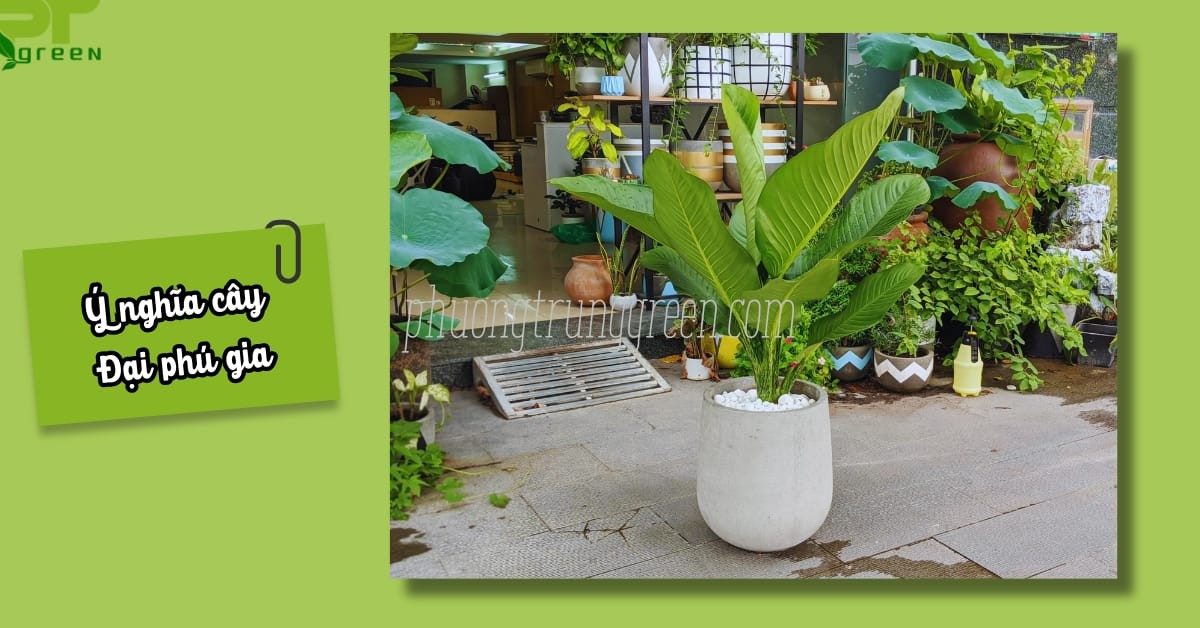 Ý nghĩa cây Đại Phú Gia