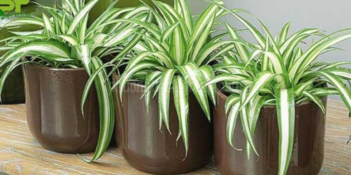 Ý nghĩa cây Lan chi