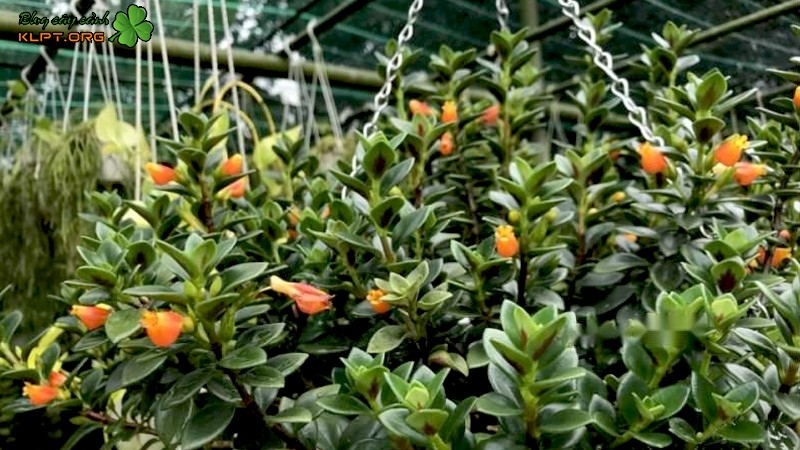 Bông hoa cá vàng rực rỡ trên nền lá xanh mọng