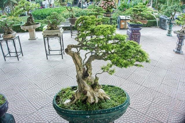 Ý nghĩa của cây mai chiếu thuỷ mà bạn nên biết?