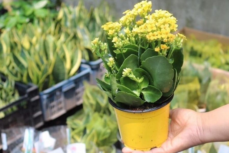 Cây lá bỏng biểu trưng cho sự vĩnh cửu và trường tồn.