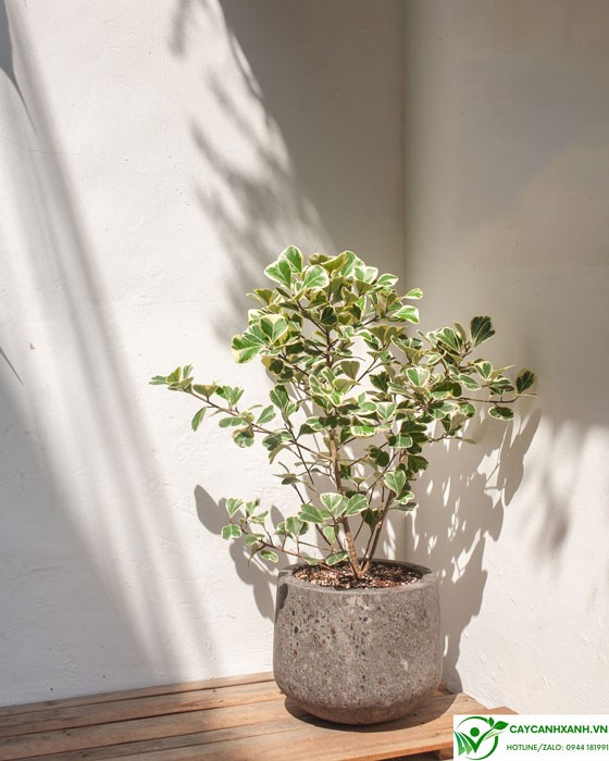 Ý nghĩa phong thủy của cây đa tam phúc